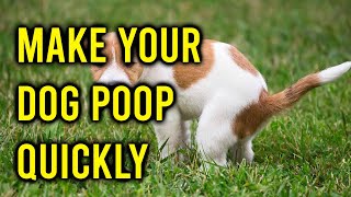 How To Make Your Dog Poop QuicklyAmazing Dogs [upl. by Nathanson789]