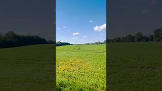 LouvainlaNeuve louvainlaneuve belgium europe nature fields shorts short viralvideo [upl. by Drofniw]