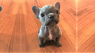 Rescue Tiny Frenchie Who Is Sassy and Such A Master Complainer [upl. by Nnylyak]