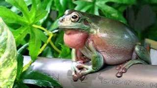 Litoria caerulea en chambre de pluie [upl. by Novat]