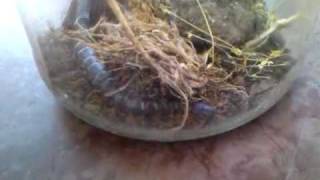 Giant Centipede from Bulgaria [upl. by Acnayb]