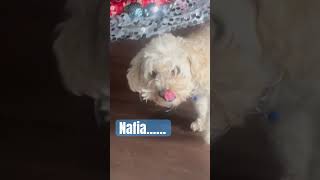 MALTIPOO VLOGchickenbonedogbones maltipoo maltipoovlog maltipooshorts maltipoolife puppy [upl. by Vadim]