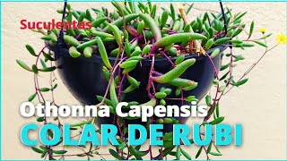 Tudo sobre a Suculenta COLAR DE RUBI  Othonna Capensis  Replante e Dicias de Cultivo 🥰🪴 [upl. by Wilkie183]