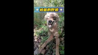 狼若回頭，不是報恩，就是報仇 神奇動物在抖音 人與動物和諧共處 萬物皆有靈性 野生動物零距離 動物救助 [upl. by Erehc]