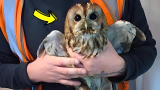 Homeless Owl Rescued From the River Side and What happened next [upl. by Prowel]