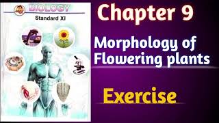 Morphology of Flowering plants class 11 biology chapter 9 exercise solutions Tayyarijeetki [upl. by Akirdnahs579]