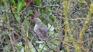 Sardinian Warbler Occhiocotto Sylvia melanocephala female [upl. by Haland]