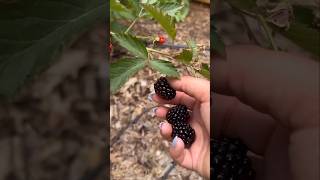 Another harvest of berries🫐🍓🍒 garden viralvideo 😋garden gardeningharvest gardenplants shorts [upl. by Alyakcm]