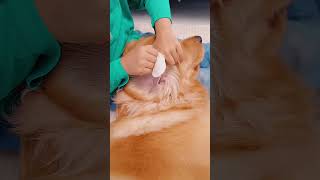 狗狗的沉浸式spa！Immersive Spa for Dogs goldenretriever pets funny [upl. by Koressa]