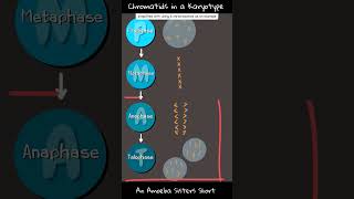 Chromatids in a Karyotype  Amoeba Sisters Shorts [upl. by Etnod409]