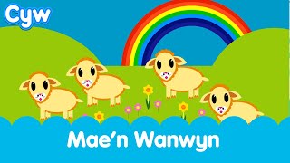 Maen Wanwyn  Cyws Springtime Song [upl. by Ynahpets689]