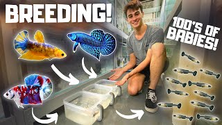 How to Breed Bettas in Tubs Super Easy [upl. by Noxin726]