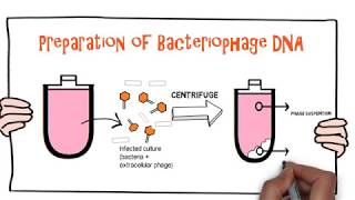 Tutorial on Purification of DNA from Lambda Bacteriophage for Gene Cloning Experiments [upl. by Ydwor]