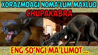 ХОРАЗМДА ПАЙДО БЎЛГАН МАХЛУҚ ҲАҚИДА МАЪЛУМОТ  XORAZMDA NOMALUM MAXLUQ CHUPAKABRA [upl. by Snebur539]