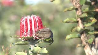 Extraordinary tiny Honey Possum eats nectar from a spectacular Scarlet Banksia flower [upl. by Juxon834]