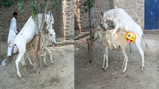 first time donkey crossing breeding donkey meeting complete process 😋 [upl. by Torr]