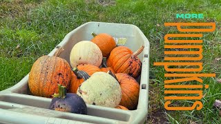 Apple Crumble Baked Oatmeal and Harvesting Pumpkins for the Farmers Market [upl. by Tillio]