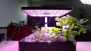 iDOO 12Pods Hydroponics Growing System update [upl. by Eeruhs]