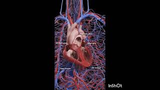 Human heart ventricles amp valves movement [upl. by Akemit]