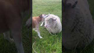 Tommy gets a kick from Indie lambs pets dogsofyoutube licks [upl. by Arand]