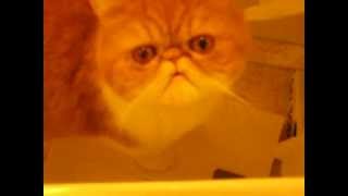 Exotic shorthair cat meows [upl. by Notnilc]