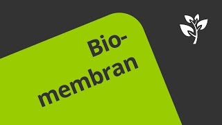 Die Biomembran und ihr Transport  Biologie  Cytologie [upl. by Poppas]