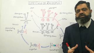 Zygomycetes English medium profmasoodfuzail Life Cycle of Rhizopus  Conjugating Fungi [upl. by Leban75]