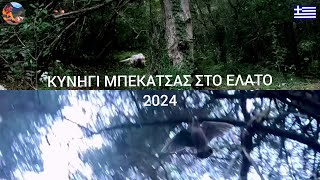 Κυνήγι Μπεκάτσα 2024Woodcock Hunting 2024Caccia alla Beccaccia 2024 [upl. by Devinna]