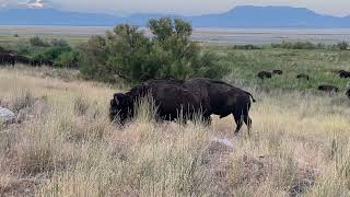 ANTELOPE ISLAND BISON GRAZING UP TO ROAD DURING RUT [upl. by Christis]