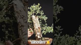 alcornoque feísimo bonsai manolofelix bonsaiaficionado bonsaiponderosaehn [upl. by Tnahsin]