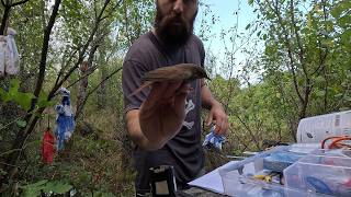 Bird ringing  Nightingales Blackbirds and Many more  Full Ringing Session  4K [upl. by Rico359]