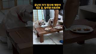 유난히 자기 접시에 계란이 적은 걸 알아챈 리트리버 ㅋㅋㅋ [upl. by Ylrbmik]