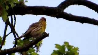 Europese kanarie Serinus serinus in beeld en geluidEuropean Serin in image and sound [upl. by Leaffar]