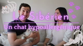 UN CHAT HYPOALLERGÉNIQUE   PARLONS DU SIBÉRIEN [upl. by Nabalas]