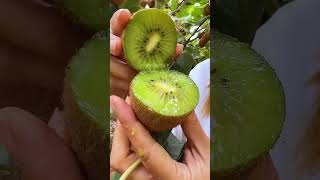 Satisfying ASMR of Peeling The Coolest Fruits 🥝 [upl. by Ylremik]