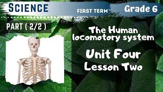 Science  Grade 6  The Human locomotory system  Part 22  Unit Four  Lesson Two [upl. by Nivonod]