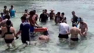 lagoonarium de moorea  raies requins pointe noire et murène [upl. by Atilegna]