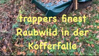 Raubwild in der Kofferfalle [upl. by Santiago]