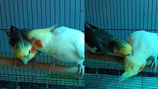 cockatiels preening each other❤️🐣│cute video│brownie and whitey [upl. by Nnaerb]