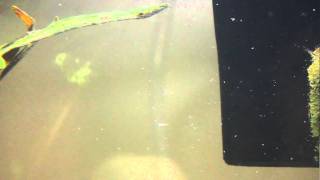 White worms in aquatic african clawed frog tank [upl. by Goodman]