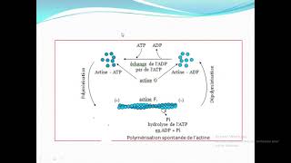 Cytologieبالعربية  4 Hyaloplasme et Cytosquelette  Part 2 Le cytosquelette [upl. by German]