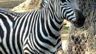 Zebra at Zoo [upl. by Nezah]