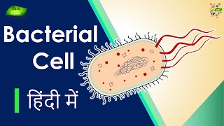 Bacterial Cell क्या है  संरचना और कार्य  Microbiology  Basic Science Series Hindi [upl. by Molton]