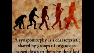 Synapomorphy Definition and Examples [upl. by Arlinda691]