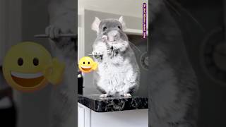 Laugh Out Loud 🐈😂  Funniest Animal Moments 2024 👉33 funnyanimals animalmoments shorts [upl. by Gnil]