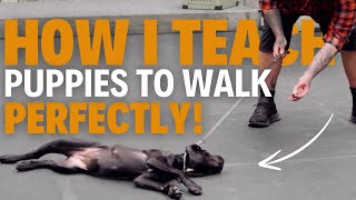 How To Train Your Puppy To WALK PERFECTLY On a Leash [upl. by Tasia]