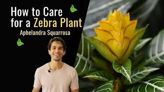 How to Care for a Zebra Plant Aphelandra Squarrosa [upl. by Aihsatan965]