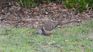 Barshouldered Dove Hervey Bay Qld [upl. by Nawj262]