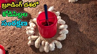 Broiler chicks brooding care  youngfarmeratoztelugu [upl. by Nolek985]