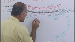 Function of Nephron in Kidney  Regulation of GFR  Renal System Physiology [upl. by Appleton]